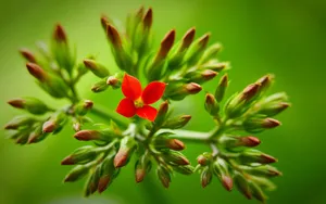Download Plant Wallpaper Wallpaper