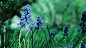 Download Plant Wallpaper Wallpaper