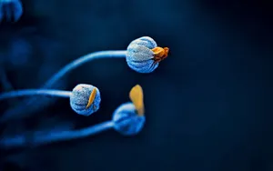 Download Plant Wallpaper Wallpaper