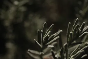 Download Plant Wallpaper Wallpaper