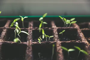 Download Plant Wallpaper Wallpaper