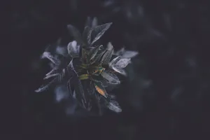 Download Plant Wallpaper Wallpaper