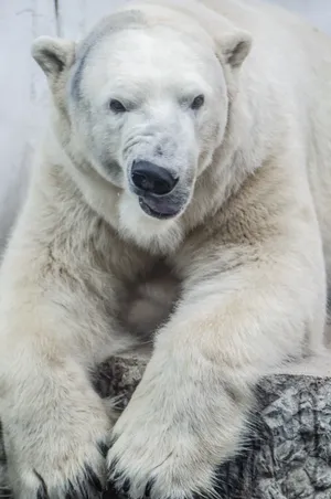 Download Polar Bear Wallpaper Wallpaper