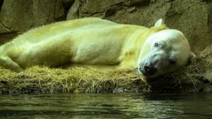 Download Polar Bear Wallpaper Wallpaper