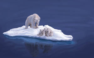 Download Polar Bear Wallpaper Wallpaper