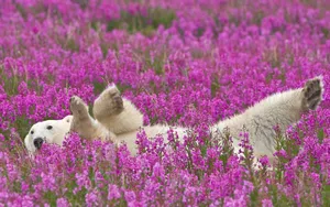 Download Polar Bear Wallpaper Wallpaper