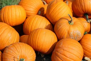Download Pumpkin Wallpaper Wallpaper