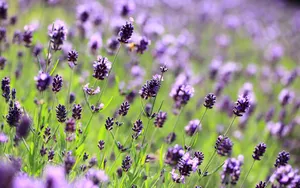 Download Purple Wallpaper Wallpaper