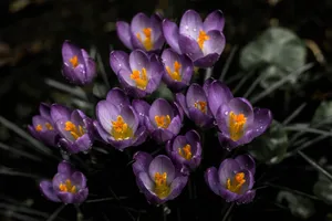 Download Purple Wallpaper Wallpaper