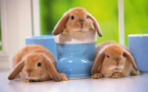 Download Rabbit Wallpaper Wallpaper