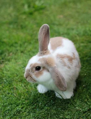 Download Rabbit Wallpaper Wallpaper