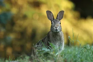 Download Rabbit Wallpaper Wallpaper