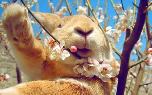 Download Rabbit Wallpaper Wallpaper