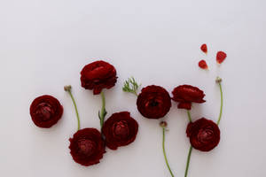 Download Red Flowers Flat Lay Free Stock Photo Wallpaper