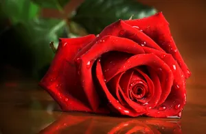 Download Red Wallpaper Wallpaper