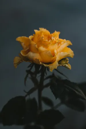 Download Rose Wallpaper Wallpaper