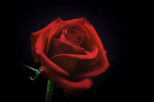 Download Rose Wallpaper Wallpaper