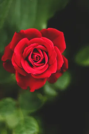 Download Rose Wallpaper Wallpaper