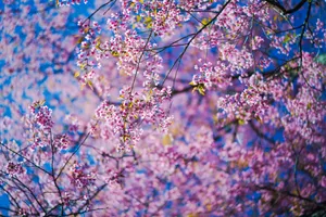 Download Sakura Wallpaper Wallpaper