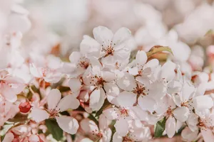 Download Sakura Wallpaper Wallpaper