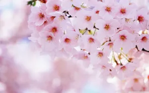 Download Sakura Wallpaper Wallpaper