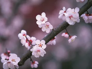Download Sakura Wallpaper Wallpaper
