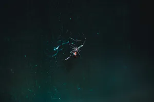 Download Scary Wallpaper Wallpaper