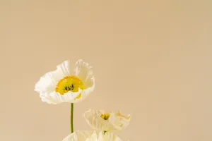 Download Spring Flowers Wallpaper Wallpaper