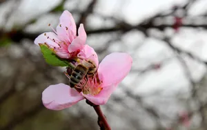Download Spring Wallpaper Wallpaper