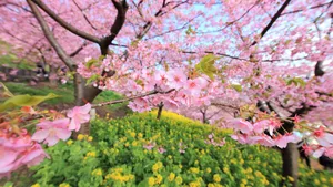 Download Spring Wallpaper Wallpaper