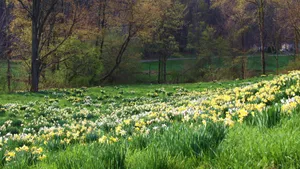 Download Spring Wallpaper Wallpaper