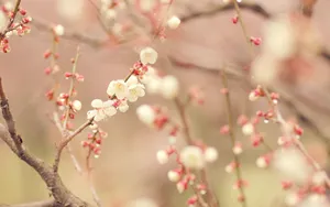 Download Spring Wallpaper Wallpaper