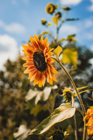 Download Sunflower Wallpaper Wallpaper