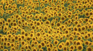 Download Sunflower Wallpaper Wallpaper