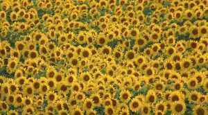 Download Sunflower Wallpaper Wallpaper
