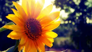 Download Sunflower Wallpaper Wallpaper