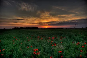 Download Sunset Wallpaper Wallpaper