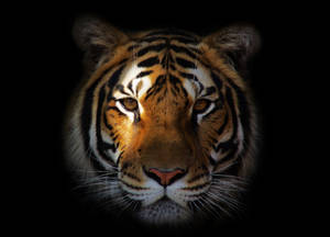 Download Tiger Wallpaper Wallpaper