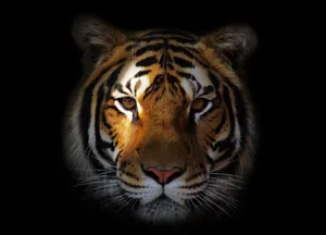 Download Tiger Wallpaper Wallpaper