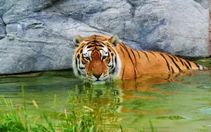 Download Tiger Wallpaper Wallpaper