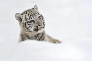 Download Tiger Wallpaper Wallpaper