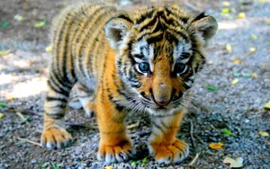 Download Tiger Wallpaper Wallpaper