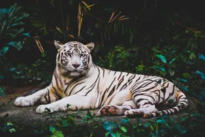 Download Tiger Wallpaper Wallpaper