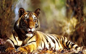 Download Tiger Wallpaper Wallpaper
