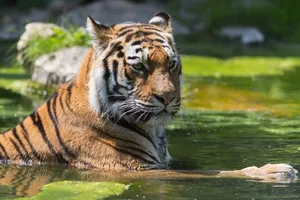 Download Tiger Wallpaper Wallpaper