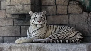 Download Tiger Wallpaper Wallpaper