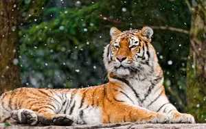 Download Tiger Wallpaper Wallpaper
