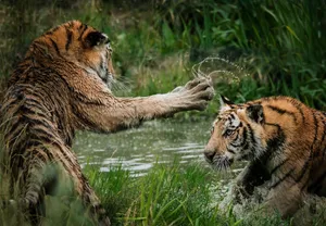 Download Tiger Wallpaper Wallpaper