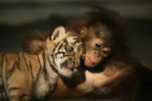 Download Tiger Wallpaper Wallpaper