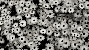 Download White Wallpaper Wallpaper